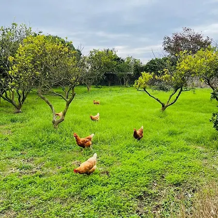 Quinta Esmeralda - “kiwi House” Holiday home Mosteiro (Vila do Conde)
